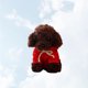 thumbnail image 3 of FELTECHELECTR Peluche de caniche de imitación de 20 cm para niños (color café y ropa al azar), 3 of 7