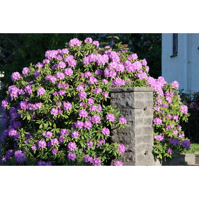 50 Rosebay RHODODENDRON Maximum White Pink Laurel Bush Shrub Flower Seeds