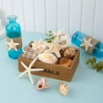 thumbnail image 6 of Sinkoo Large Sea Shells Mixed for Crafting, 15 Kinds 2.7-5.1" Big Conch Starfish Scallop for Seashells Collection Display DIY Crafts, Home Wedding Decor, 6 of 8