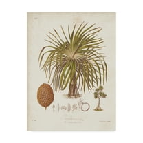 Trademark Fine Art 'Antique Tropical Palm II' Canvas Art by Elizabeth Twining