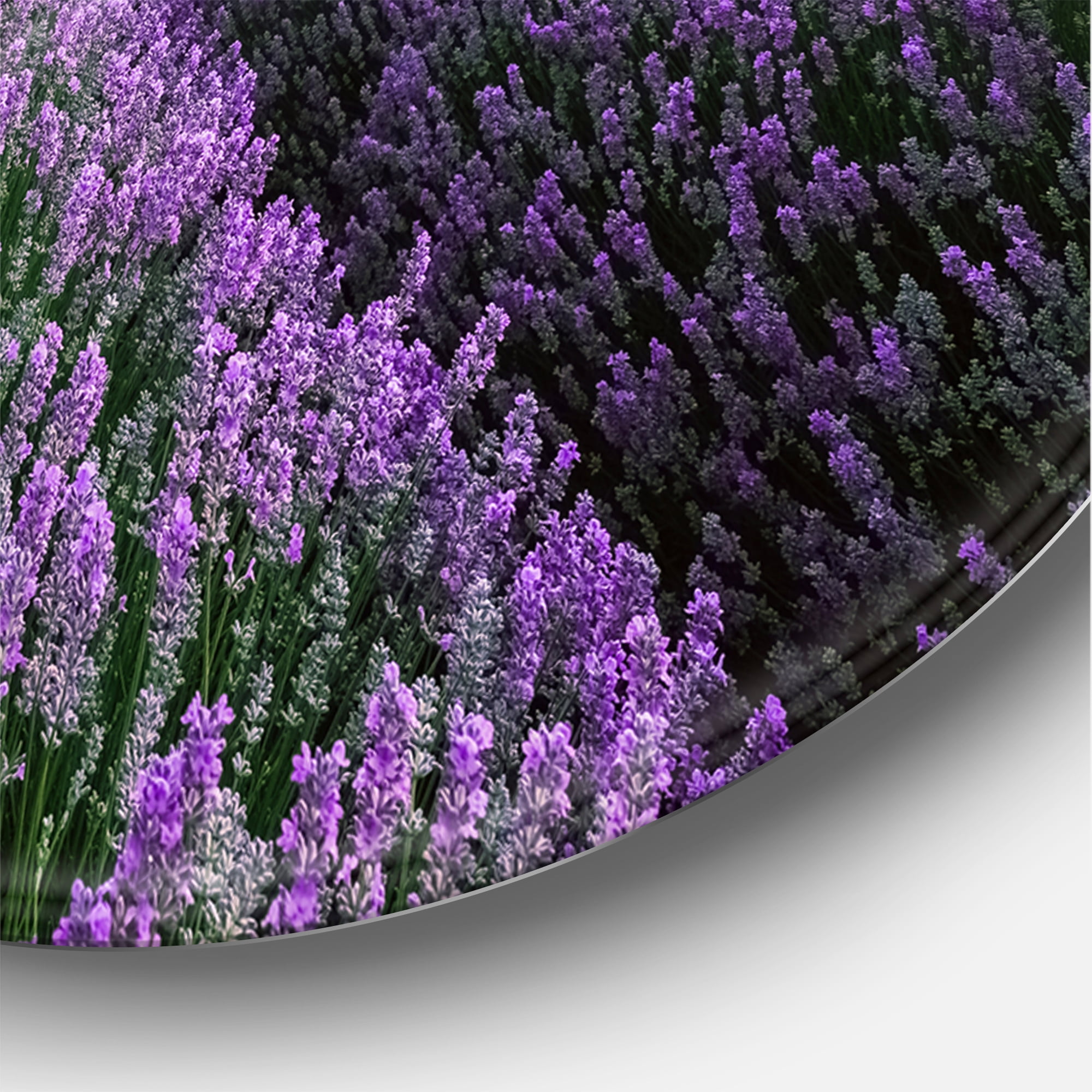 Designart 'Dramatic Clouds and Sunrise Over Lavender Field II' Farmhouse Circle Metal Wall Art 36x36 - Disc of 36