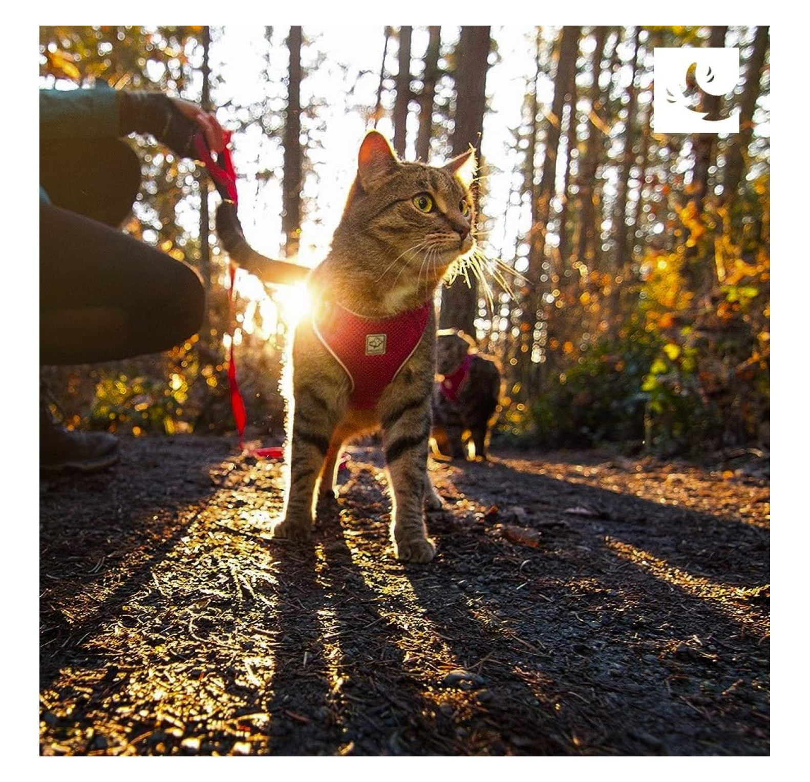 RC Pets Adventure Kitty Cat Harness | Adjustable Airmesh Vest with D-Ring and 6ft Leash for Walking and Travel | Marigold, Large