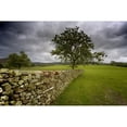 thumbnail image 2 of Posterazzi DPI1838107 Tree Along A Stone Fence Cumbria England Poster Print, 17 x 11, 2 of 4