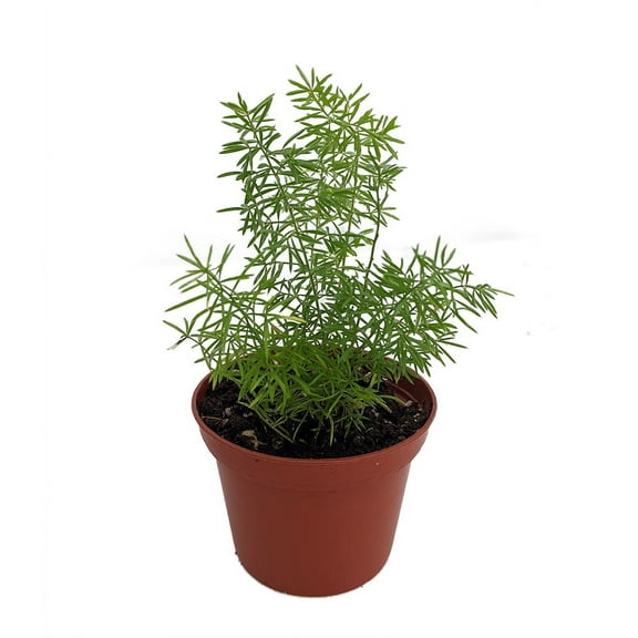 Foxtail Fern - Asparagus meyerii - 2.5" Pot - Live Plant