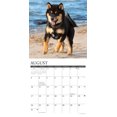 thumbnail image 3 of Shiba Inus 2025 Wall Calendar, 3 of 4