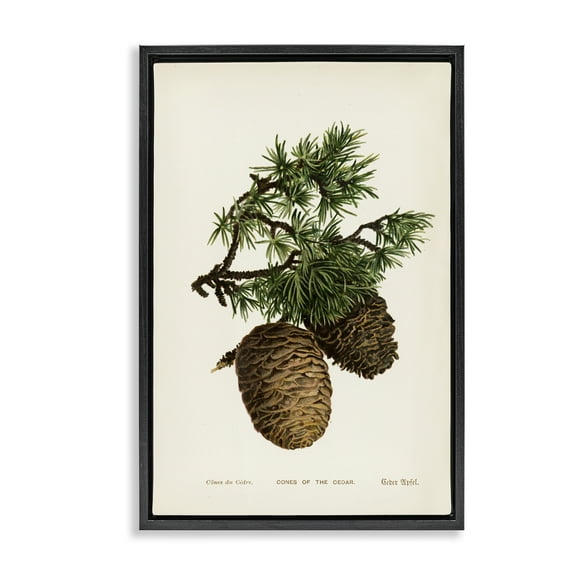 Stupell Industries Cedar Tree Pinecones Plants & Flowers Painting Black Floater Framed Canvas Art Print Wall Art, 17 x 25