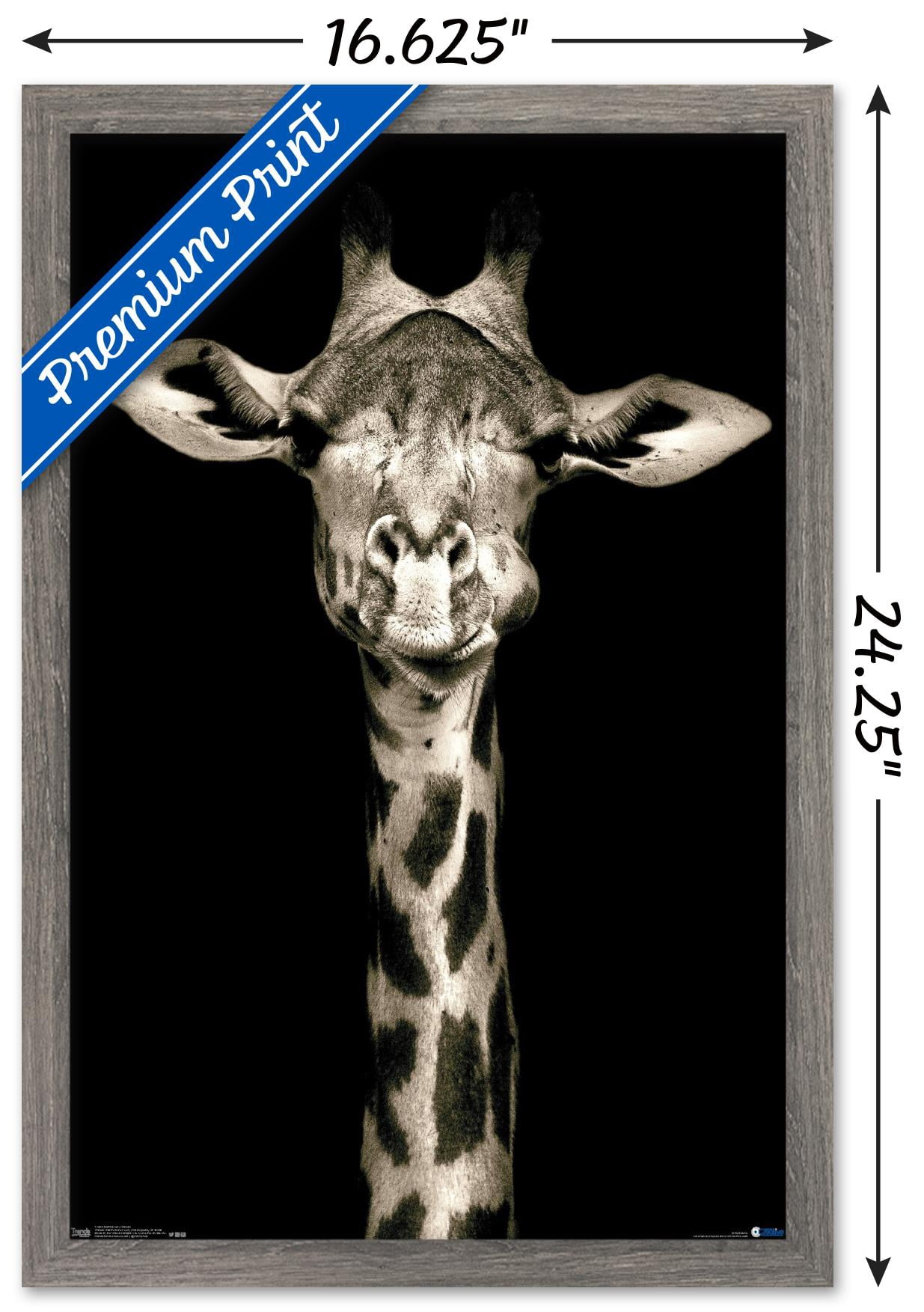 Portrait of a Giraffe Wall Poster, 14.725" x 22.375", Framed