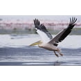 thumbnail image 2 of Morris, Arthur 18x13 Black Ornate Wood Framed with Double Matting Museum Art Print Titled - Kenya, Nakuru NP Great white pelican takes off, 2 of 4