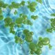 thumbnail image 4 of UPGRATOR Para De Peces Con Plásticas Flotantes Y Hábitat, 4 of 8