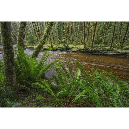 - Haans Creek flows through the green rainforest near Sandspit Haida Gwaii British Columbia Canada PosterPrint