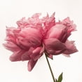 thumbnail image 2 of Maclean, Leah 15x15 Gold Ornate Wood Framed with Double Matting Museum Art Print Titled - Portrait of a Peony, 2 of 4