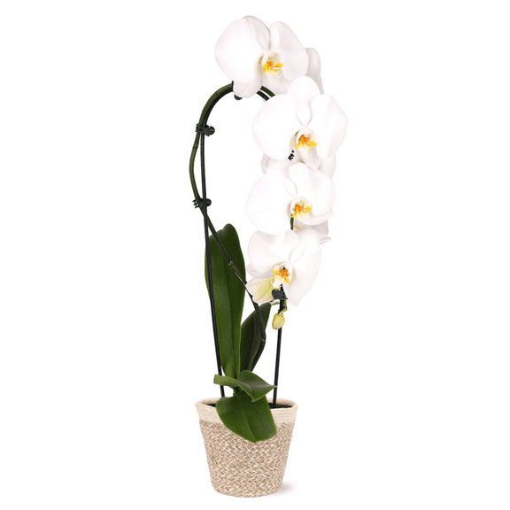 5" Live White Waterfall Orchid with Yellow Center in Cream Jute Pot – Natural Decorative Houseplant