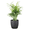 Brushed Silver, variant on Live Pet Safe Parlor Palm Plant, Neantha Bella Palm, Easy Care 4 inch Diameter Live Plant Grown in USA
