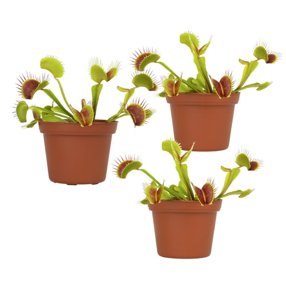 Altman Plants Pet Friendly Venus Fly Trap Carnivorous Plants 3-Pack; 3in Pots; Partial Sun
