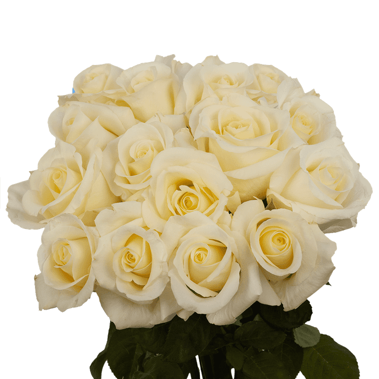 75 X Long Stems of White with Pale Yellow Center Blizzard Roses- Beautiful  Fresh Cut Flowers- Express Delivery 
