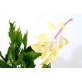 9GreenBox Rare Yellow Christmas Cactus Plant Zygocactus 4" Pot