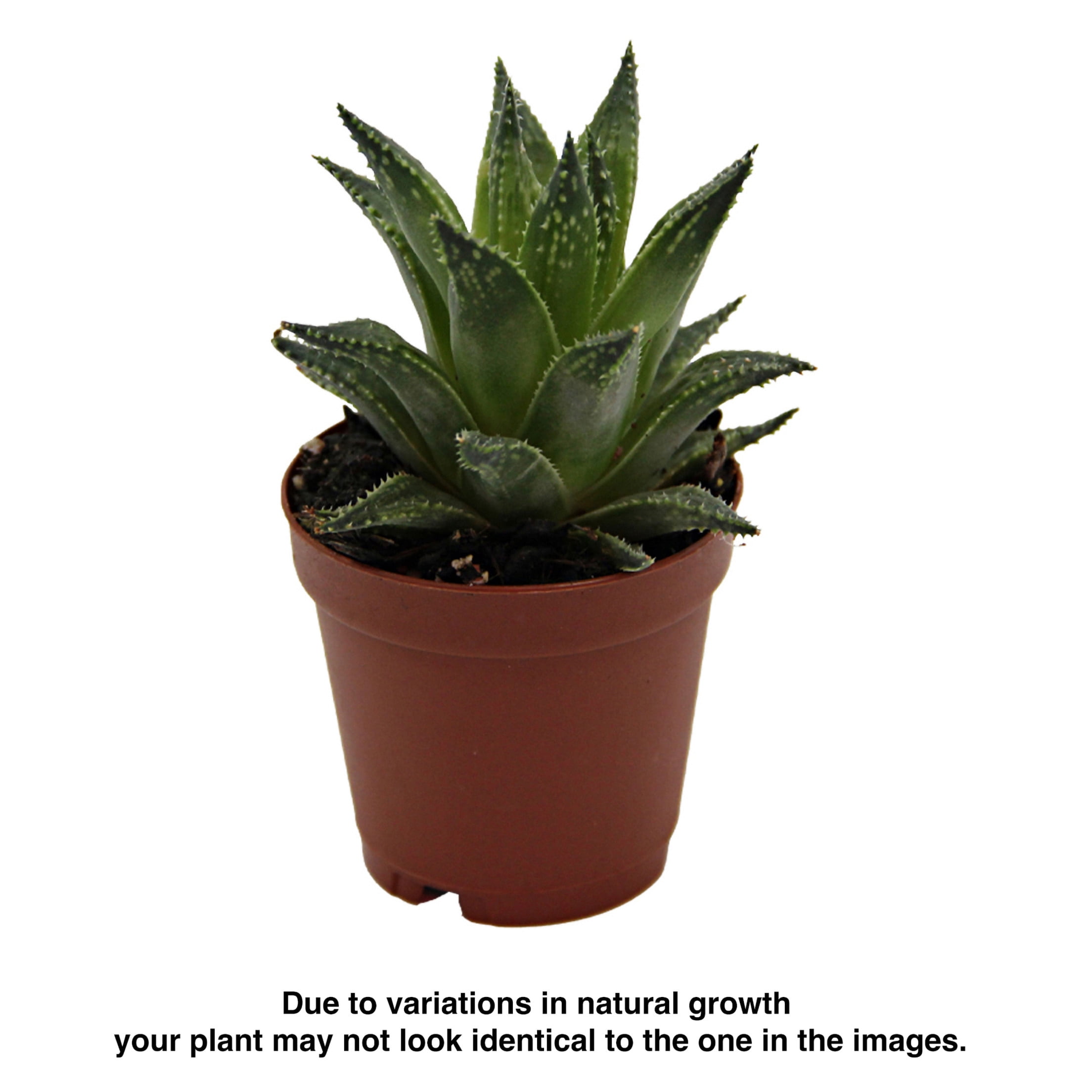 ReptiCulture Assorted Haworthia Desert 3" Pot 3 pk