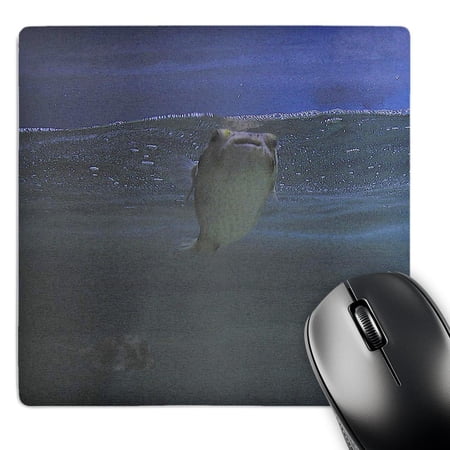 3dRose  Fish in the Sea  MousePad price history on PriceWatchPro
