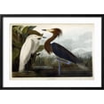 thumbnail image 2 of Art.com Purple Heron, C.1835 Giclee Print by John James Audubon, Black Frame Wall Art, 29" x 21", 2 of 5