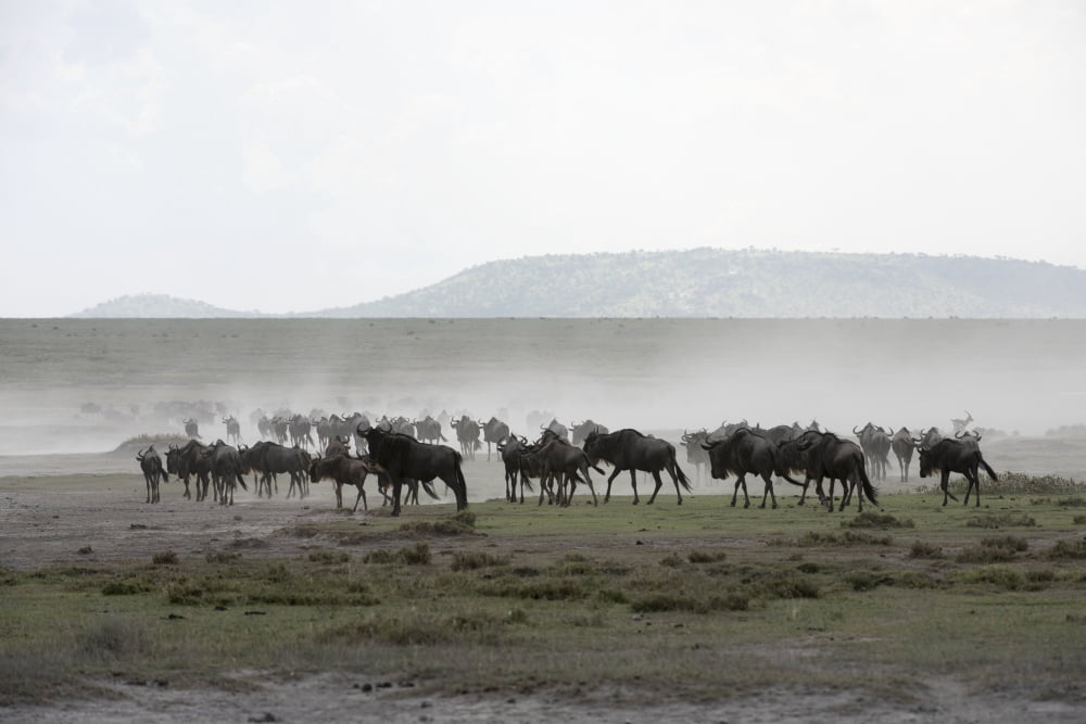 Herd of Wildebeest (Connochaetes taurinus) stirs up dust while moving across Serengeti short grass plains near Ndutu Ngorongoro Crater Conservation Area Tanzania Canvas Art - Kenneth Whitten Design P