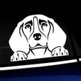 thumbnail image 1 of Peeking Beagle - Vinyl Car Decal - Choose Color - [WHITE], 1 of 1