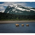 thumbnail image 2 of PHBurchett  16x15 Black Ornate Wood Framed with Double Matting Museum Art Print Titled - Bear Life V, 2 of 4