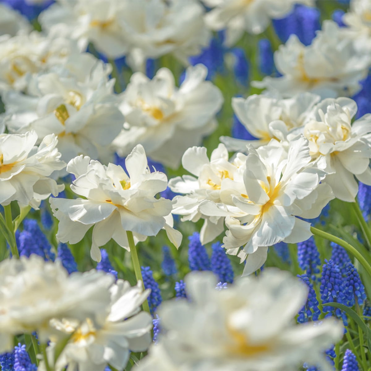 Van Zyverden Tulip Popcorn Set of 25 Bulbs White Part Sun