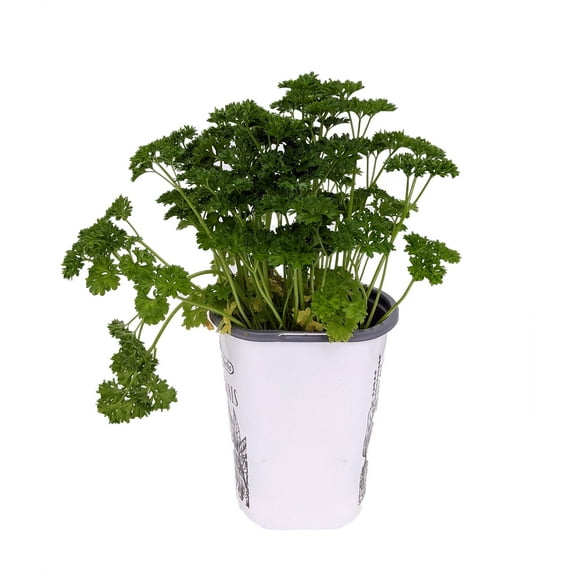 Curly Leaf Parsley Herb - Petroselinum - Live Plant - 4" Pot