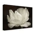 thumbnail image 4 of Trademark Fine Art 'White Tulip III' Canvas Art by Cora Niele, 4 of 4