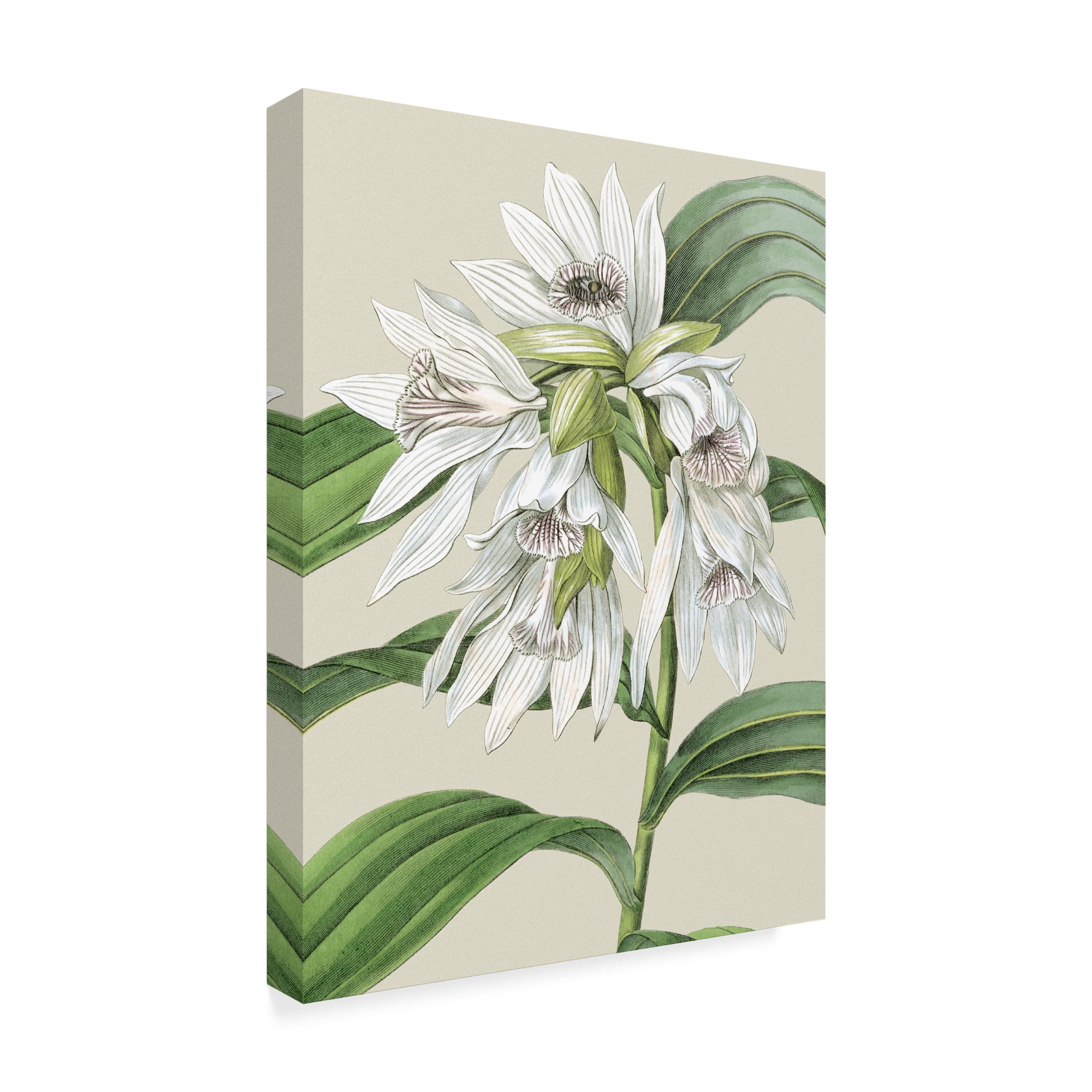 Trademark Fine Art 'Small Orchid Blooms III' Canvas Art by Vision Studio