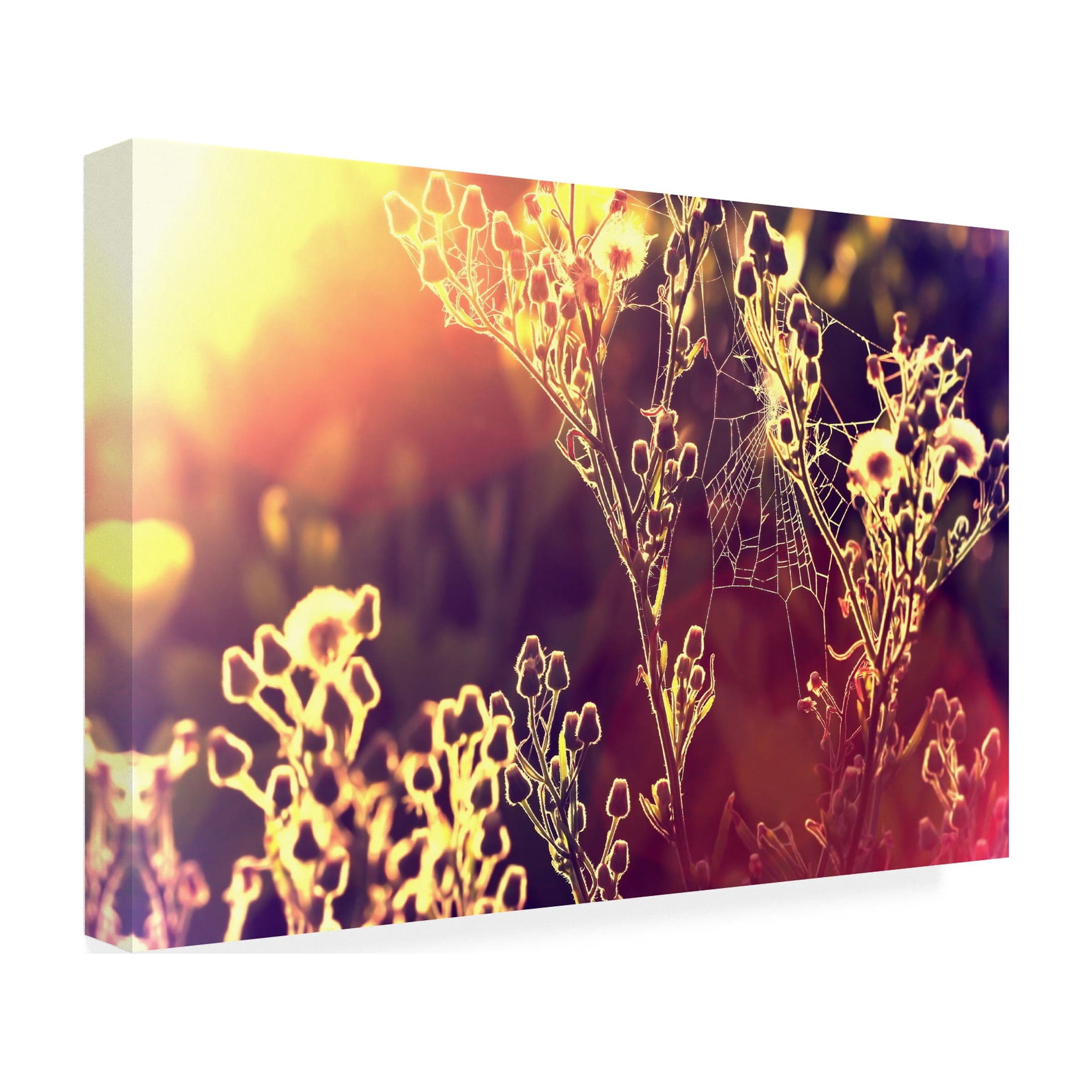 Trademark Fine Art "Painting with Light" Canvas Art by Beata Czyzowska Young