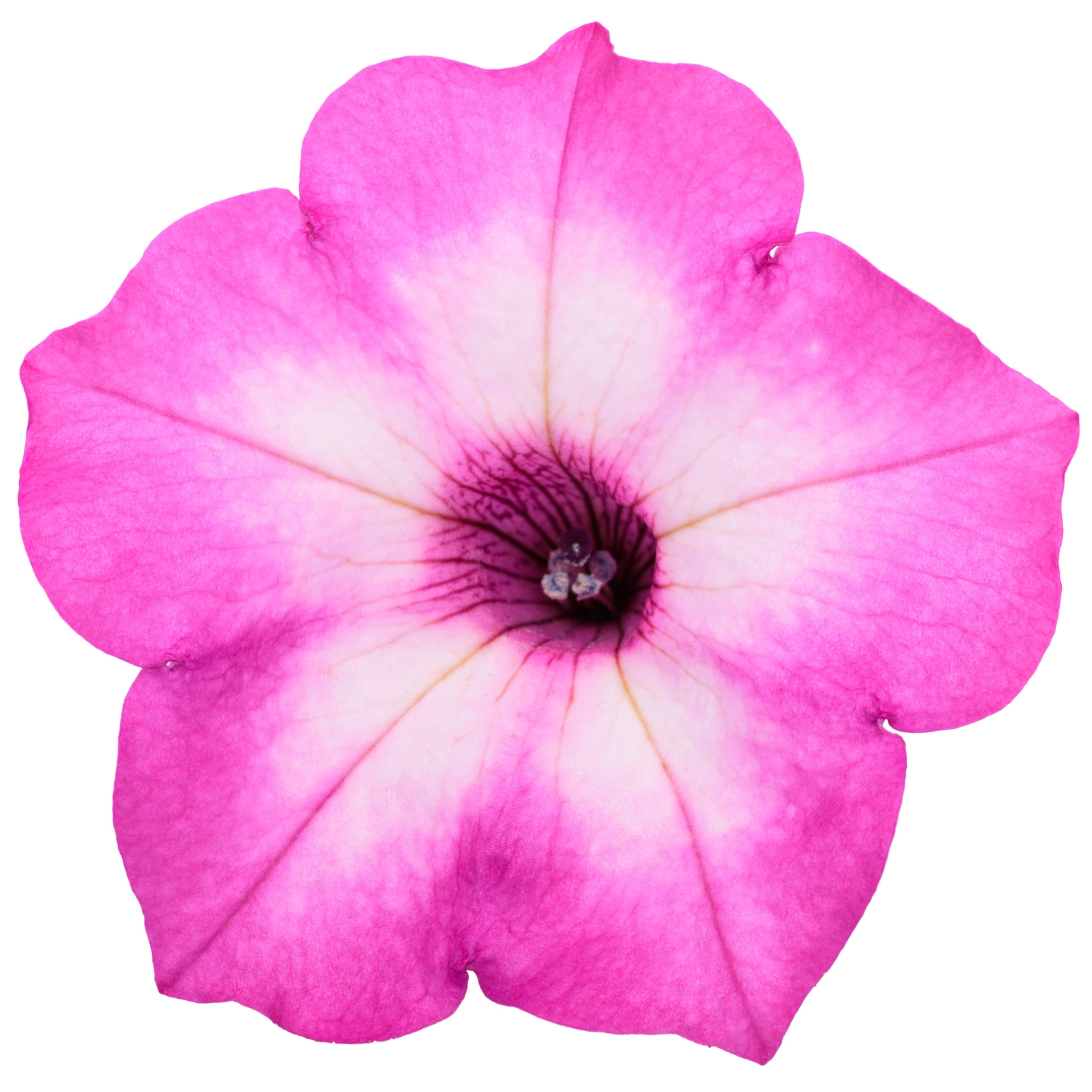 Proven Winners 4" Supertunia Pink Tiara Petunia Live Plant in 4.25" Pot (4 Count)