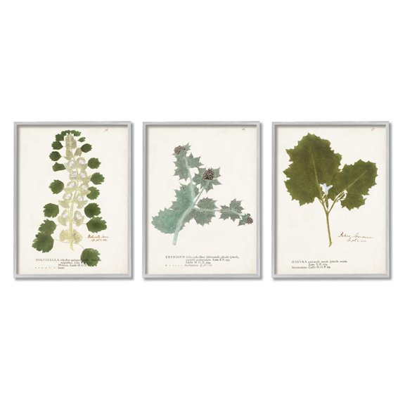 Stupell Industries Botanical Latin Study Detailed Wild Plant Leaves Graphic Art Gray Framed Art Print Wall Art, Set of 3, Design by World Art Group