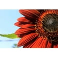 thumbnail image 3 of Velvet Queen Sunflower Seeds/ Annual/ Full Sun/ 12K Seeds 1lb/ Zellajake Farm and Garden - B41, 3 of 5