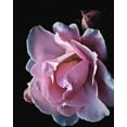 thumbnail image 2 of Allen, Kimberly 26x32 White Modern Wood Framed Museum Art Print Titled - Floral Closeup 2, 2 of 4