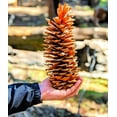 thumbnail image 2 of Sugar Pine Cones - Biggest Pine Cones, Great for Seasonal Decoration or Crafts, 10-14 Inch Length (1 Giant Cone), 2 of 4