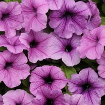 Plum Vein Easy Wave Petunia Flower Seeds - 30 Seeds