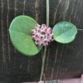 thumbnail image 3 of Hoya Obovata, 6" Plant, The Plant Farm, 3 of 3
