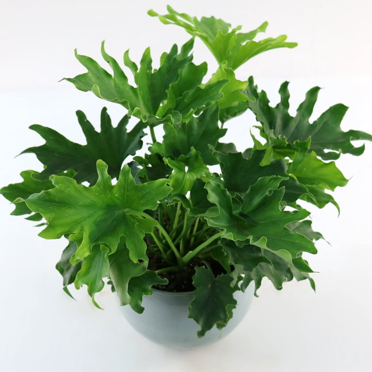 jacobs planten Heaven Scent' Jacob's Ladder