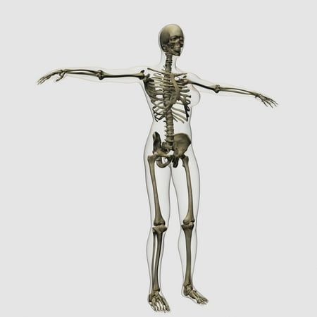 - Medical illustration of full female skeleton standing against white background three dimensional view Poster Print