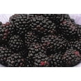 thumbnail image 2 of Chester Blackberry, 2 of 3