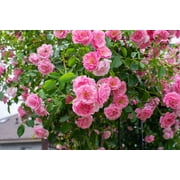 Seedville 5 Pink Climbing Rose Flower Seeds, Fragrant Butterfly Attracting Blooms