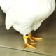 thumbnail image 4 of 100 anillos para patas de pollo, bandas de identificación para patas de pollo, anillos para patas de aves de corral, 4 of 6