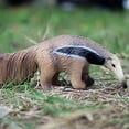 thumbnail image 4 of 4.2 Inches Resin Anteater Miniature Realistic Wildlife Figurines Solid Simulated Wild Animal Replica Anteater Mammal Plastic Ornament, 4 of 4