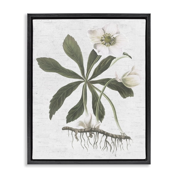 Stupell Industries Magnolia Flower Study Botanical & Floral Painting Black Floater Framed Art Print Wall Art, 17 x 21