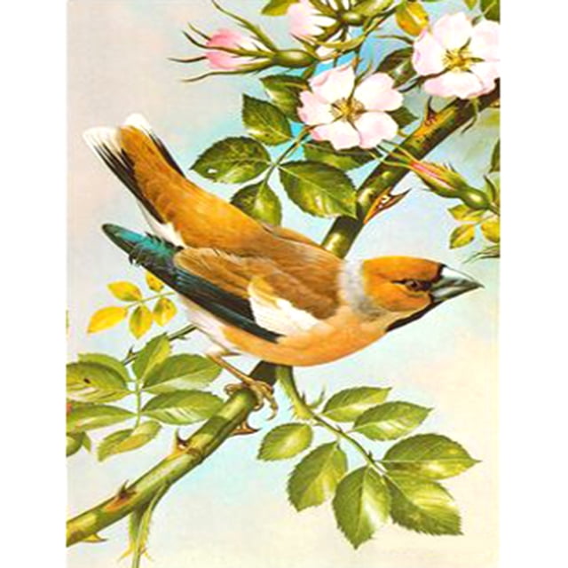 Taladro Pintura Diamante (DE6647) 5D DIY Flor Redonda Loros Mosaico Decoración Del Hogar (A150) 40x50cm FLhrweasw Nuevo
