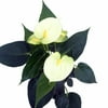 "Namora White Anthurium Plant - Easy to Grow House Plant - 4"" Pot - Great Gift"