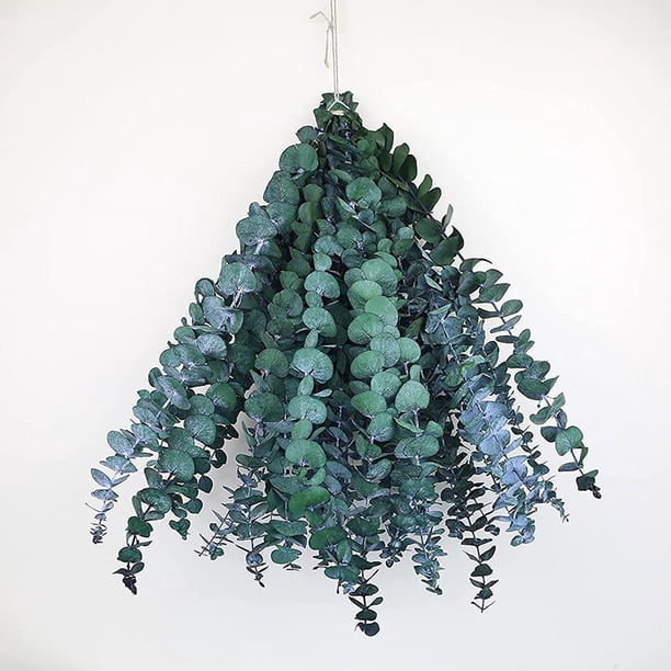 Namzi -a 10 tallos secos de eucalipto 16-24 pulgadas Suspensión de ducha de eucalipto genuino 100% hecho de hojas frescas de eucalipto, boda, hogar, decoración de granja Decoración de primavera de