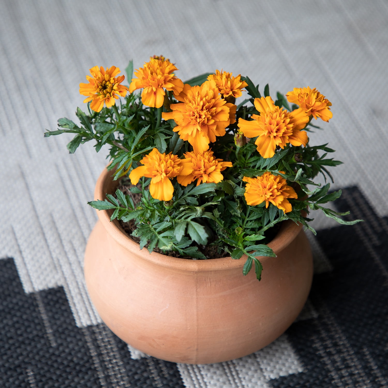 Altman Plants Orange French Marigold 4-Pack, Marigolds, Spring Flowers, 4" Pots, Annuals, Full Sun