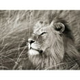 thumbnail image 3 of Krahmer, Frank 18x15 Black Modern Framed Museum Art Print Titled - African lion, Masai Mara, Kenya, 3 of 5